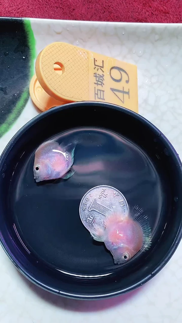 鹦鹉鱼666666666666
