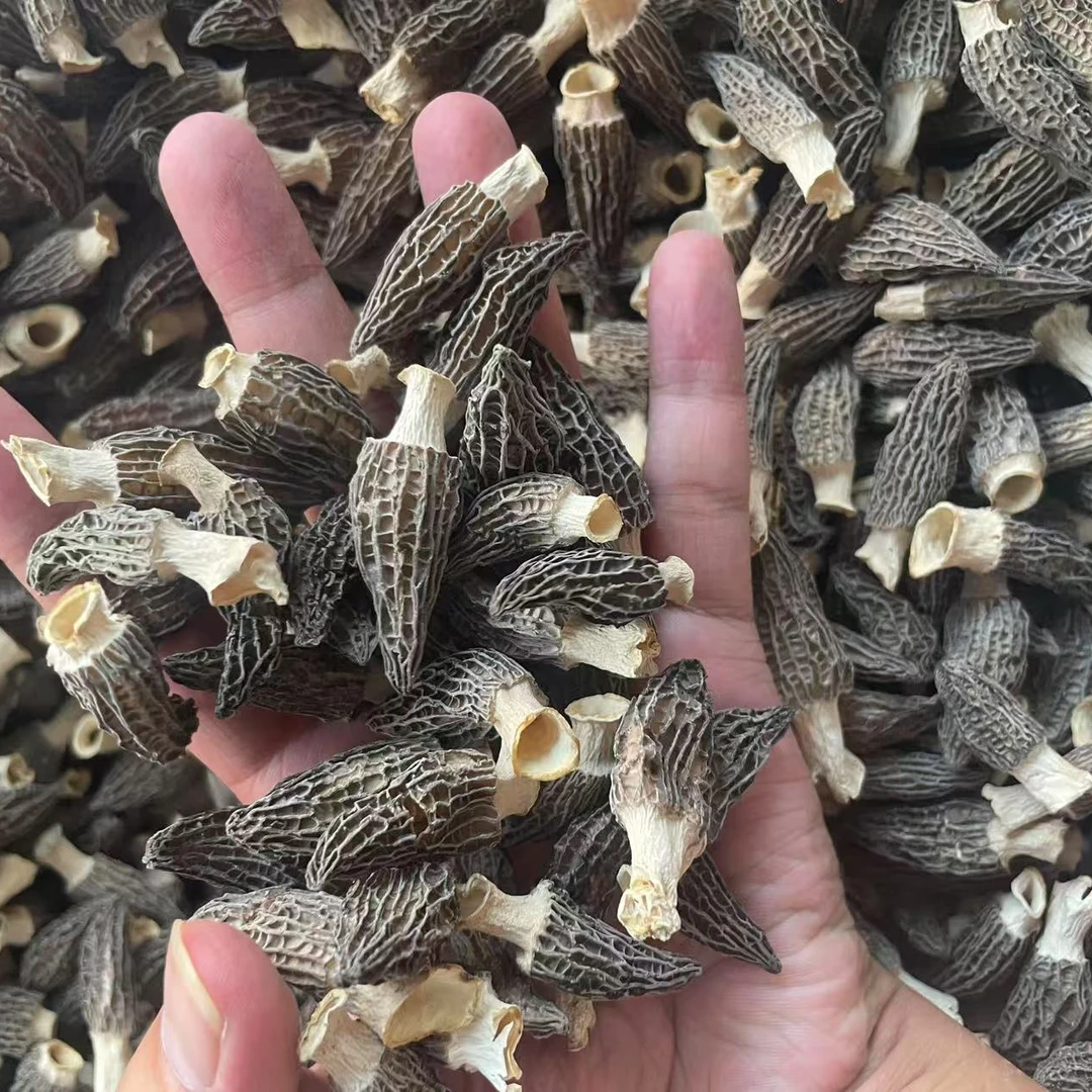 精品2-4羊肚菌100克 新鲜干货纹理清晰头茬肉厚煲汤酿肉家用送礼