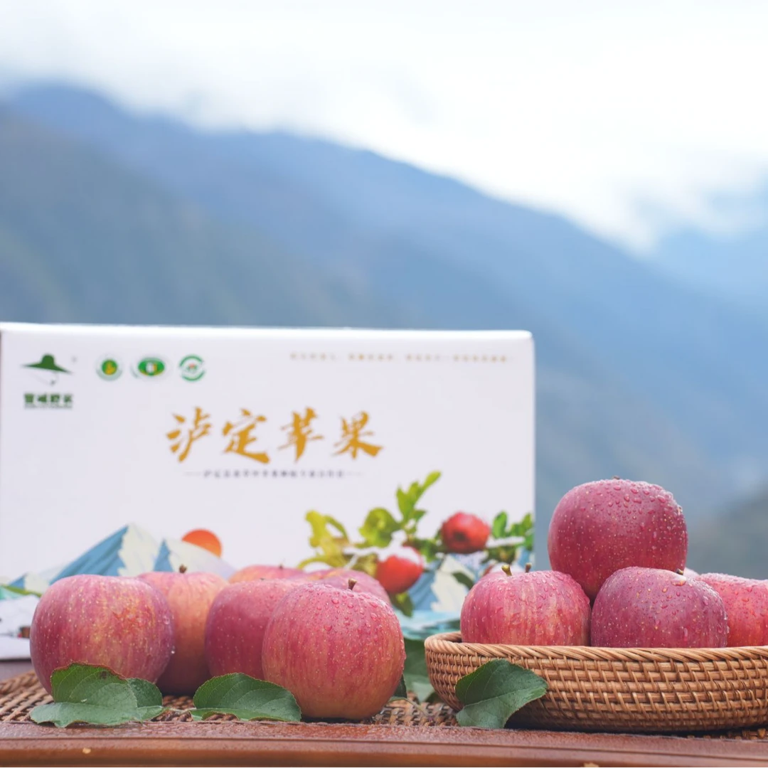 【现摘现发】泸定黄草坪糖心苹果-中果