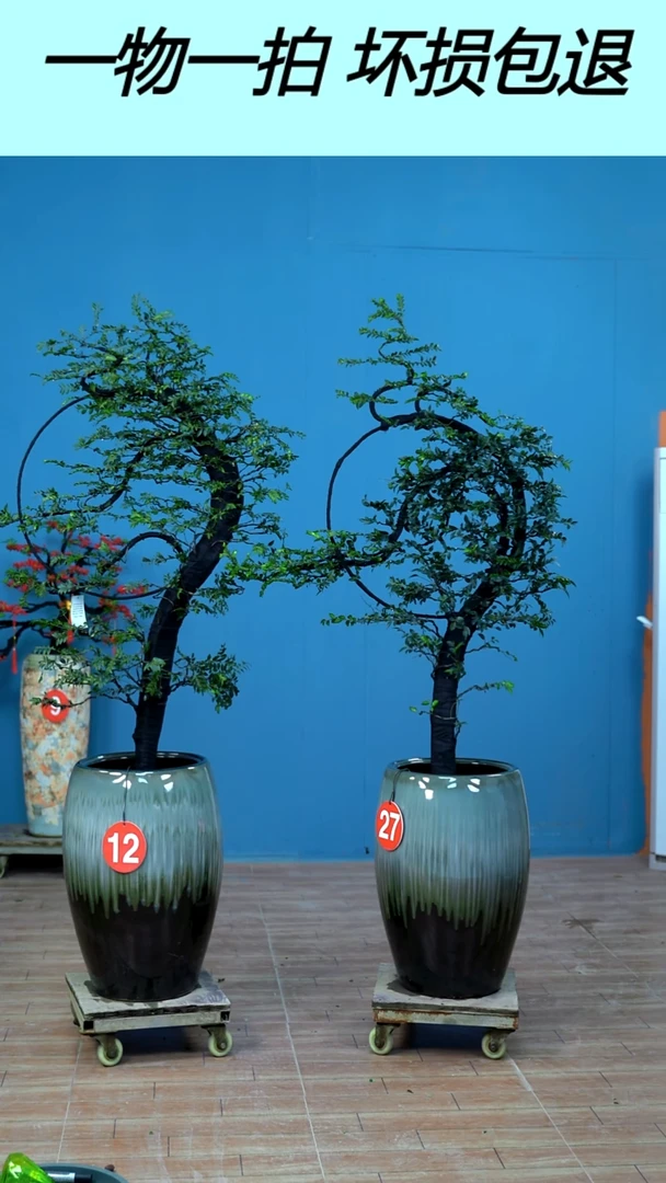 以实际为准用****2广东小叶紫檀