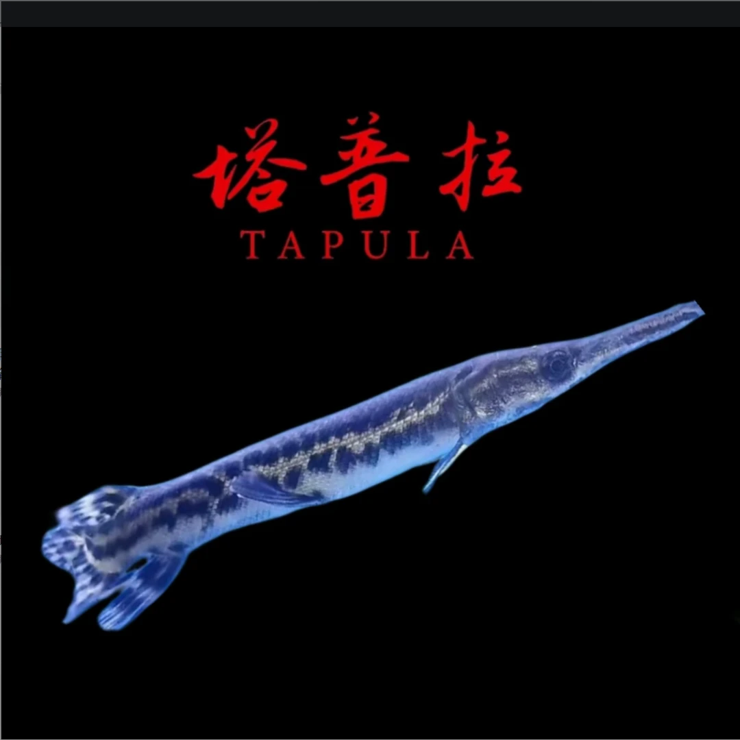 塔普拉福鳄尖嘴鱼福鳄苗热带大型凶猛观赏鱼活体