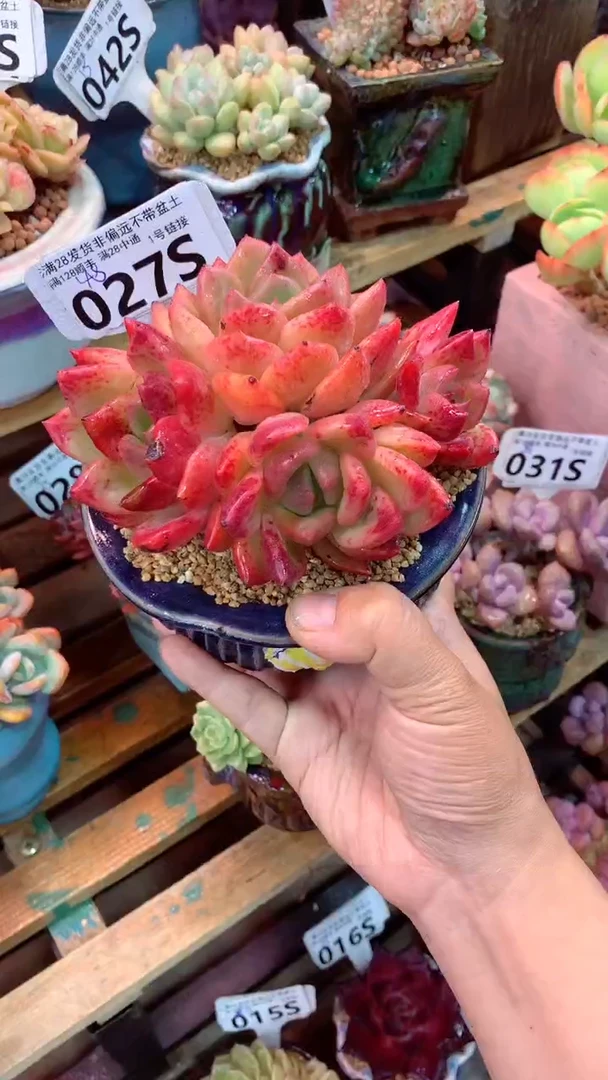 027S 香槟（一物一拍实付满28发货，默认不带盆土）