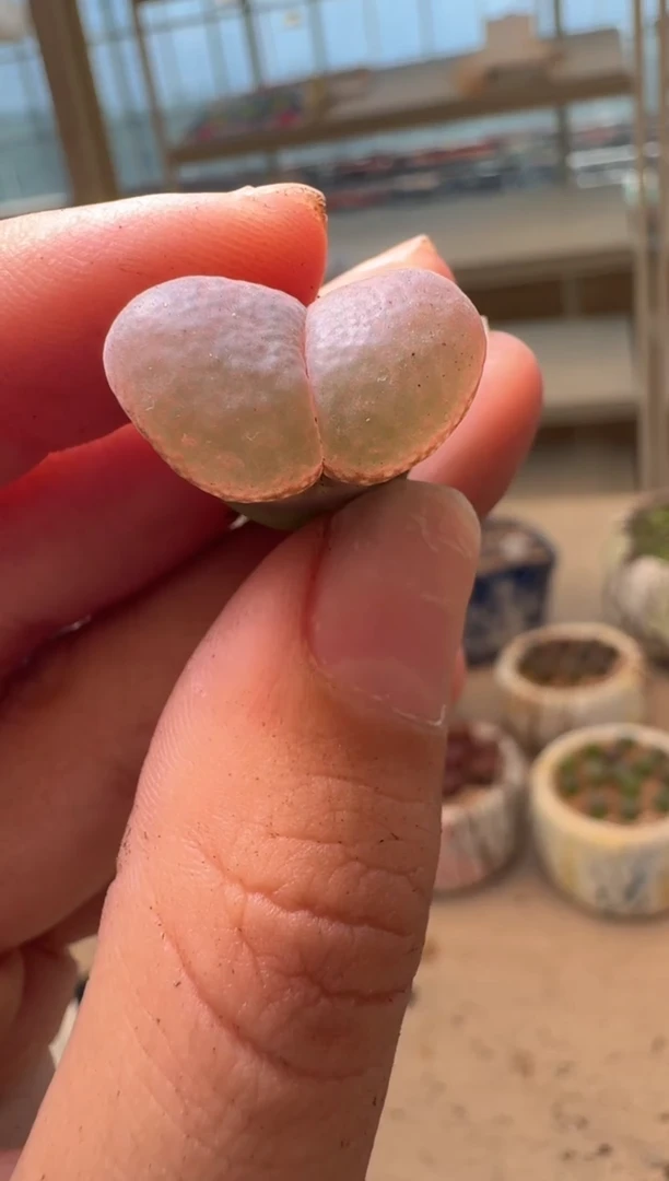 美丽的肉石头16-89灯泡窗