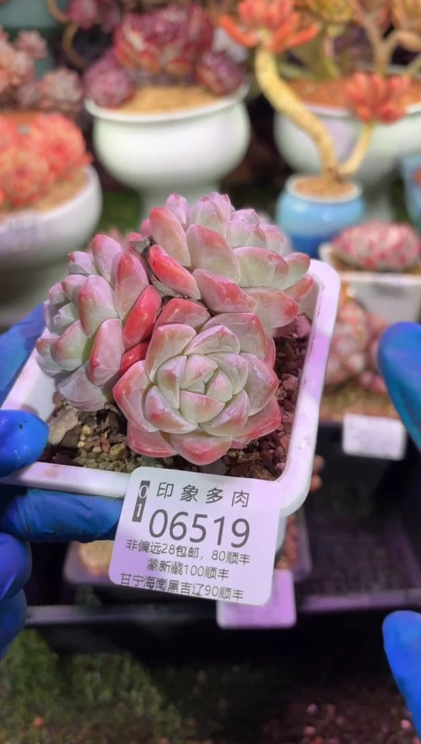 【闪购商品】06519