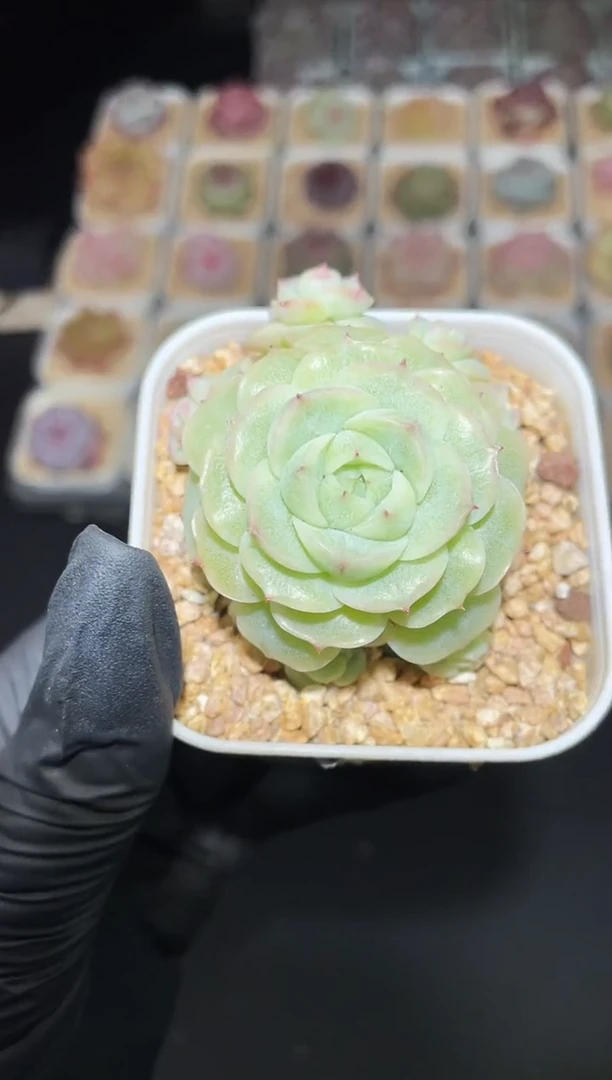 闪购2893 玉楼春多肉一颗