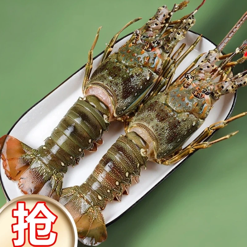 10只小青龙虾鲜活大青龙虾鲜活海鲜水产冷冻海捕深海澳龙龙虾澳龙