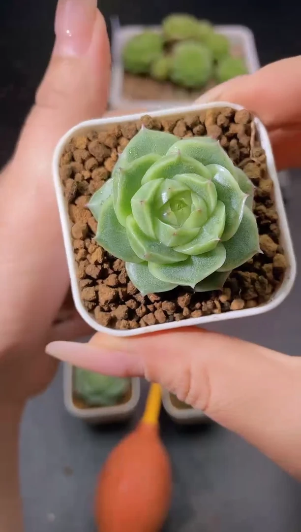 053翡15量拍发一颗