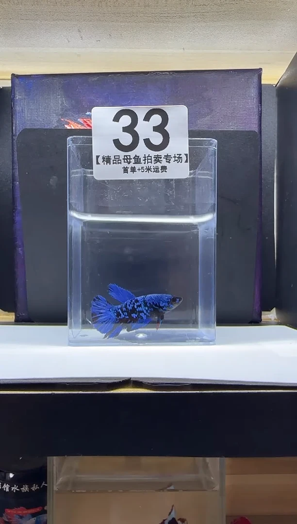斗鱼母鱼编号：33