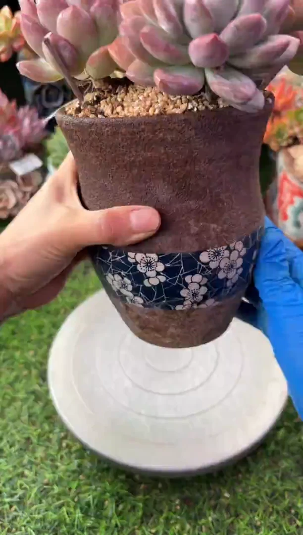 恩****宝昆明印象多肉00536的盆