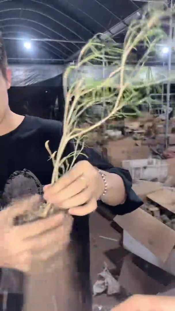 2颗 柳叶麒麟【带根】