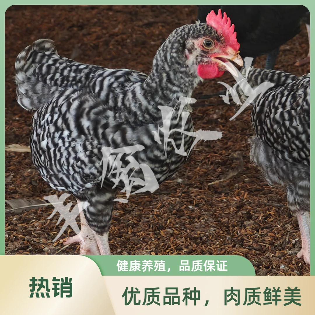 绿壳蛋鸡黑芦花农家散养散放现选现杀肉质紧实味鲜美坏单包赔