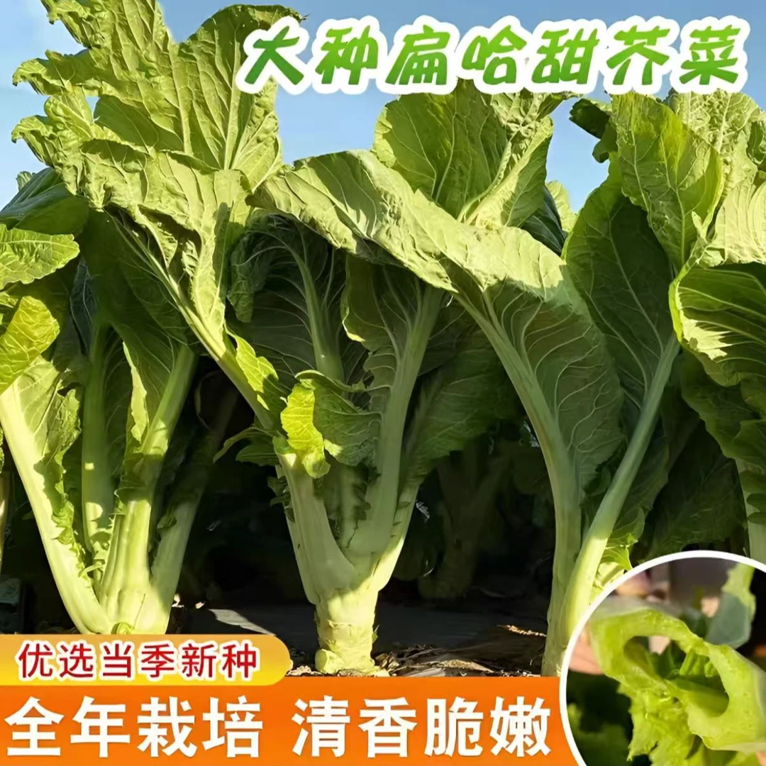 【大叶甜芥菜种子】阳台庭院四季盆栽种植农家菜园地芥兰蔬菜种籽
