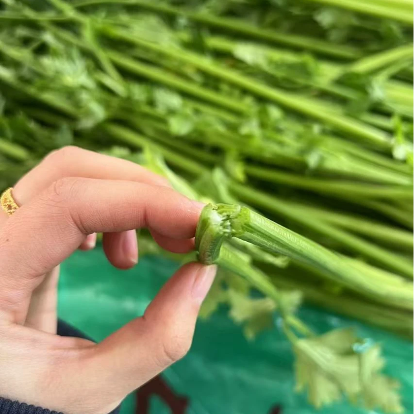 金口芹菜5斤新鲜蔬菜精品即食实心特产嫩芯装炒菜凉拌营养