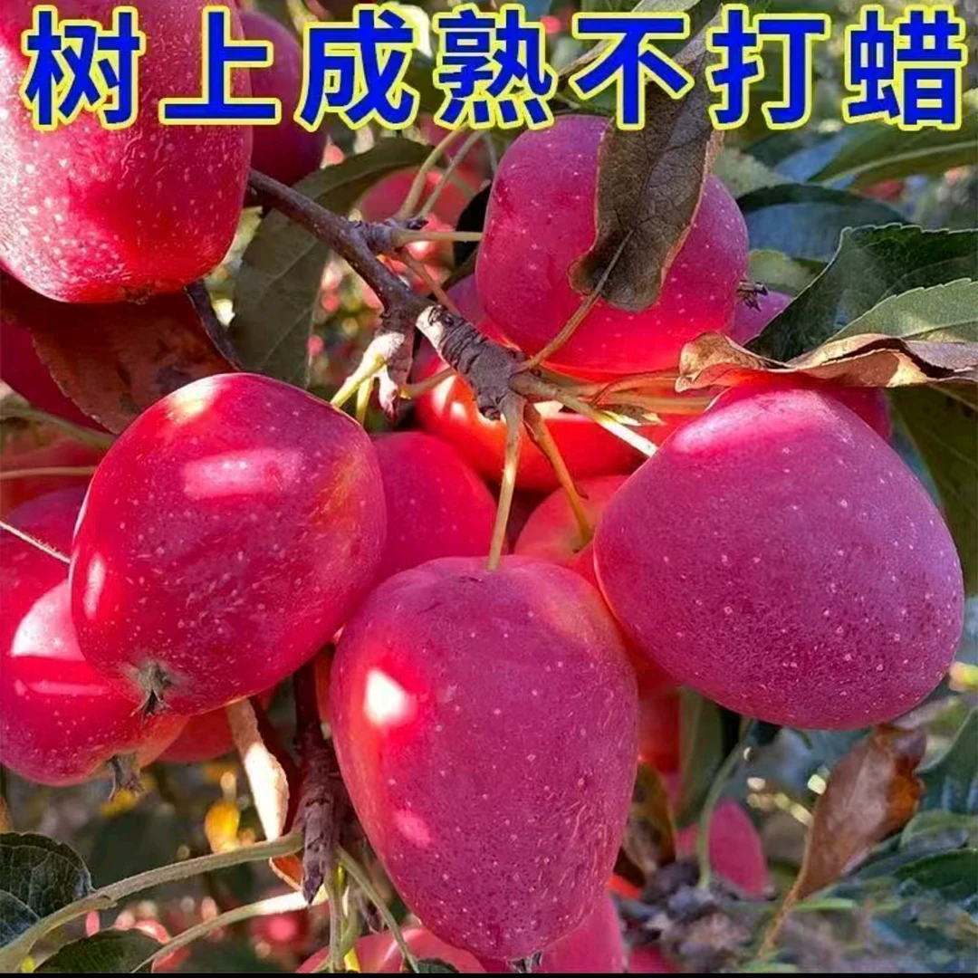 曼花卿鸡心果树苗正宗南方北方耐抗旱抗寒冰糖心苹果树苗盆栽地载