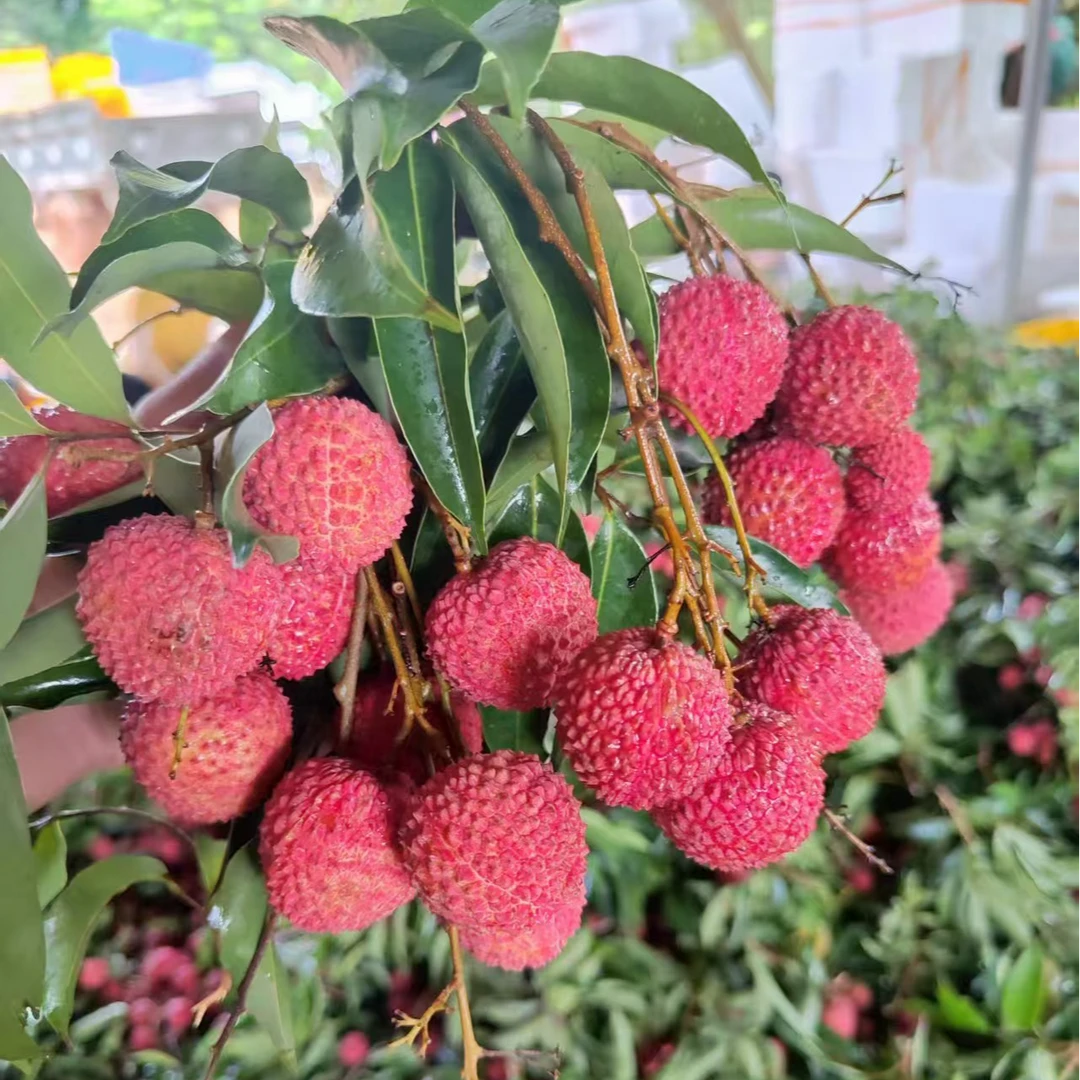 广东桂味荔枝3/4.5斤装产地直发新鲜水果鲜荔枝