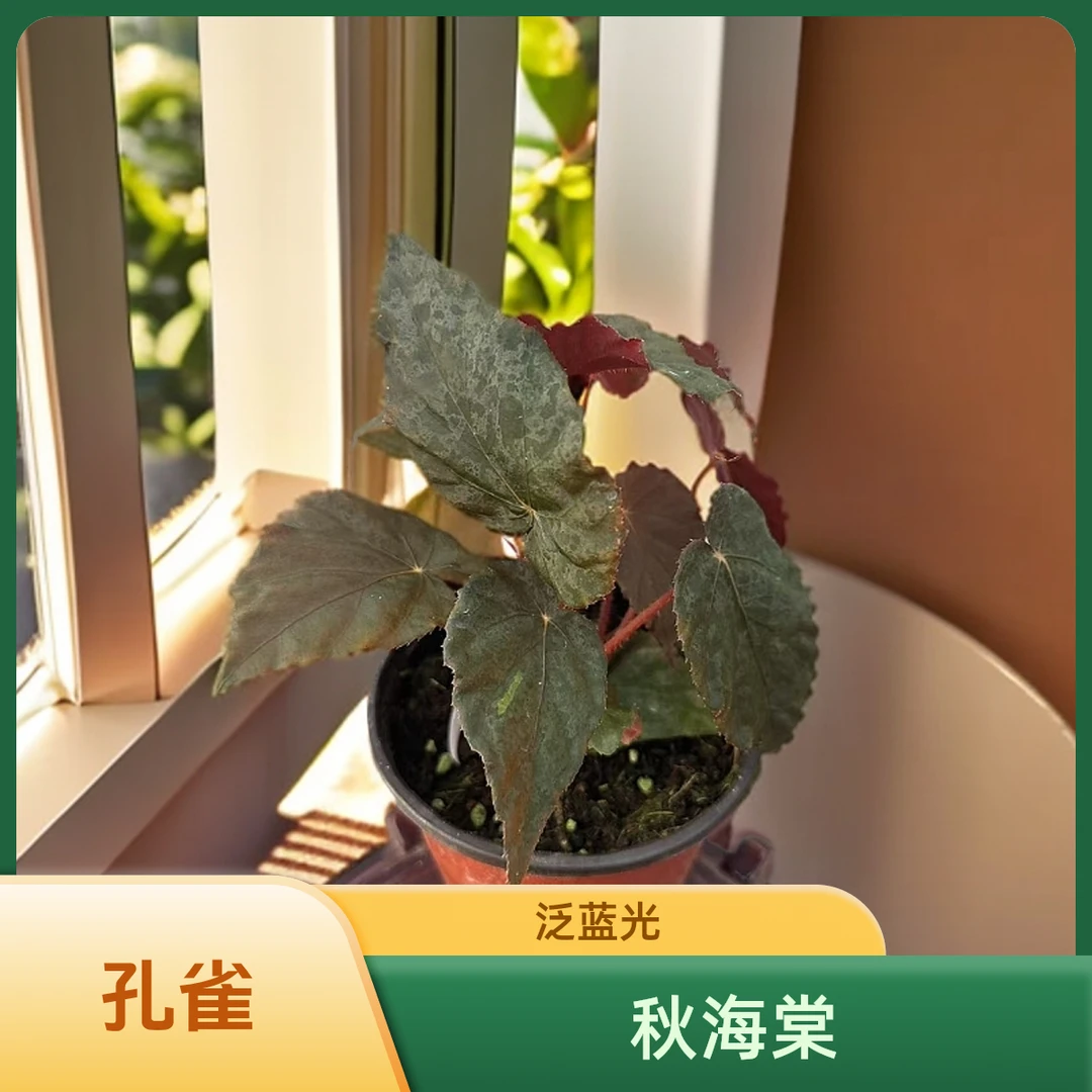 孔雀 秋海棠热植 福利款不包叶损《两单包邮》