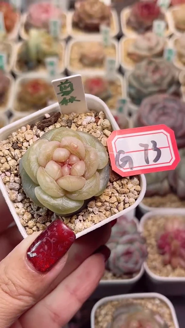 【闪购商品】G73剪秋一物一拍