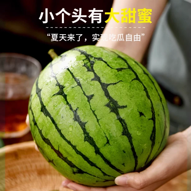 4K高端小糖丸冰淇淋无籽小西瓜 长沙红星直发g新鲜西瓜同城配山东省