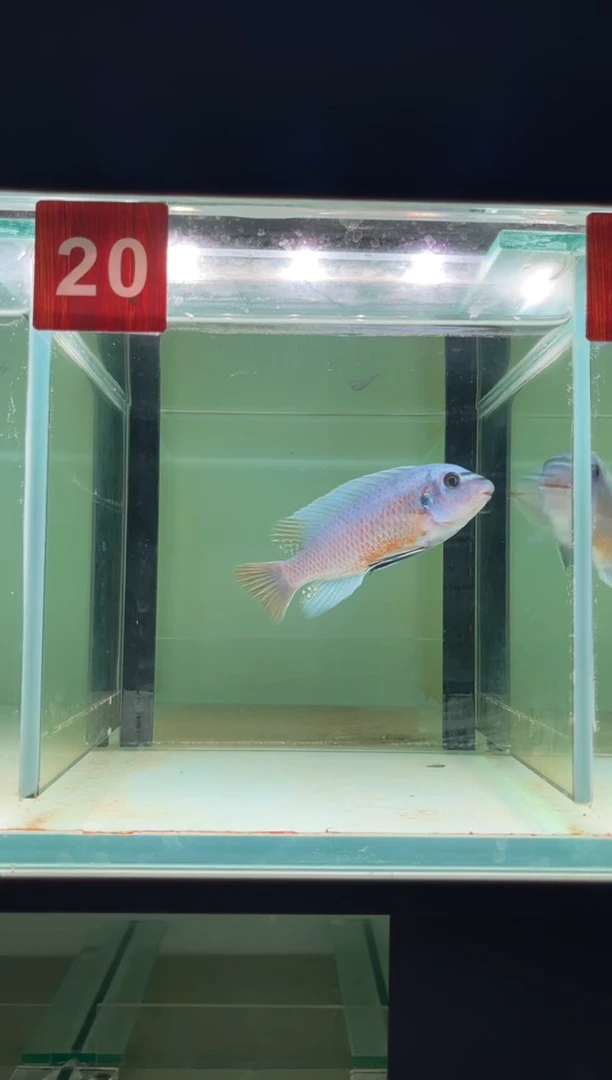 海水三湖慈鲷野生