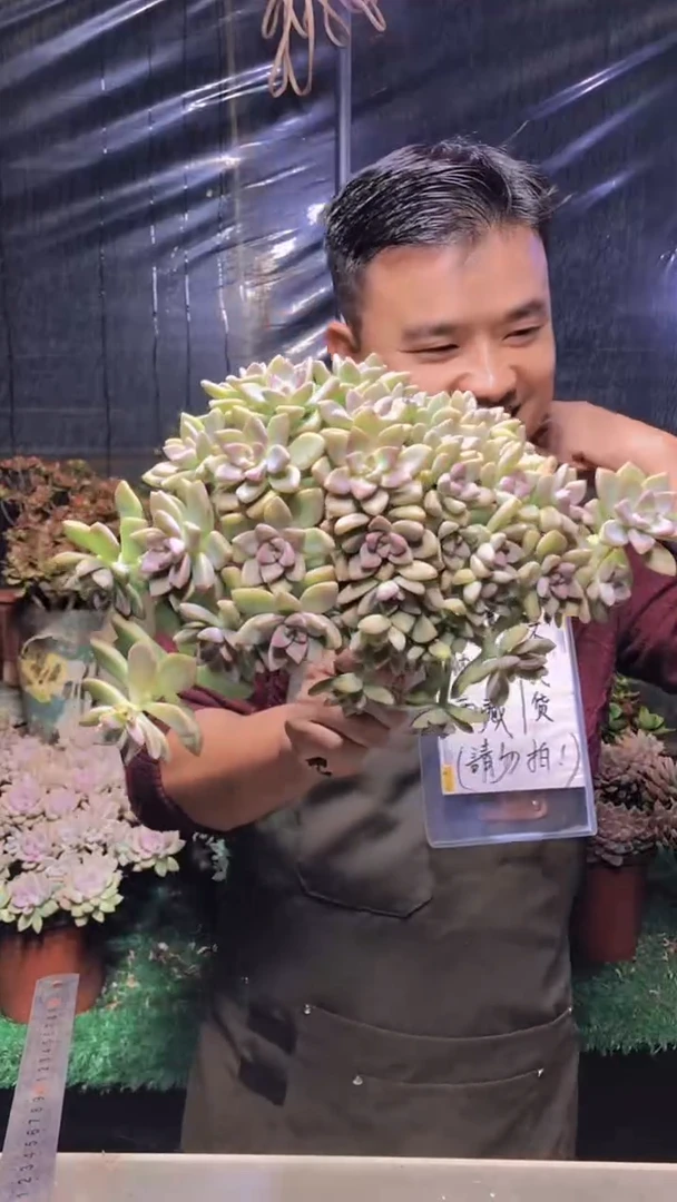 130淡雪缀化（一物一拍）