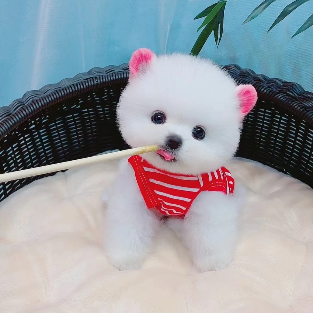 小狗驾到狗狗活体链接