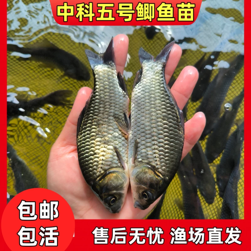 中科五号鲫鱼工程鲫湘云鲫高背淡水养殖活体鱼稻花鱼