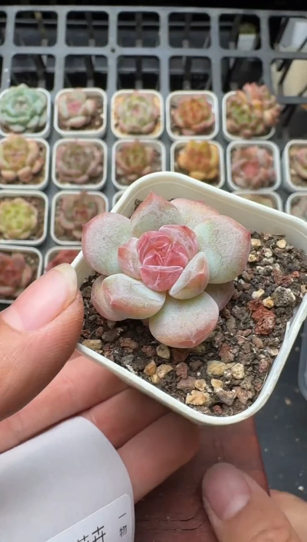 260N带盆土发 当场拍3颗以上包柚 多肉植物 一物一拍