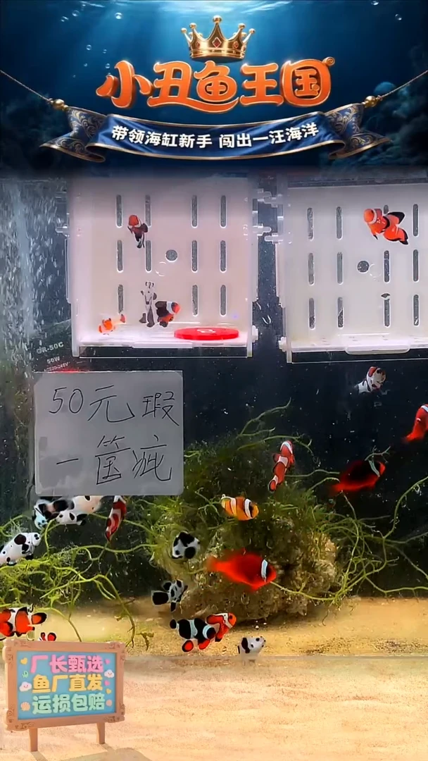 海水8号盒子瑕疵四只