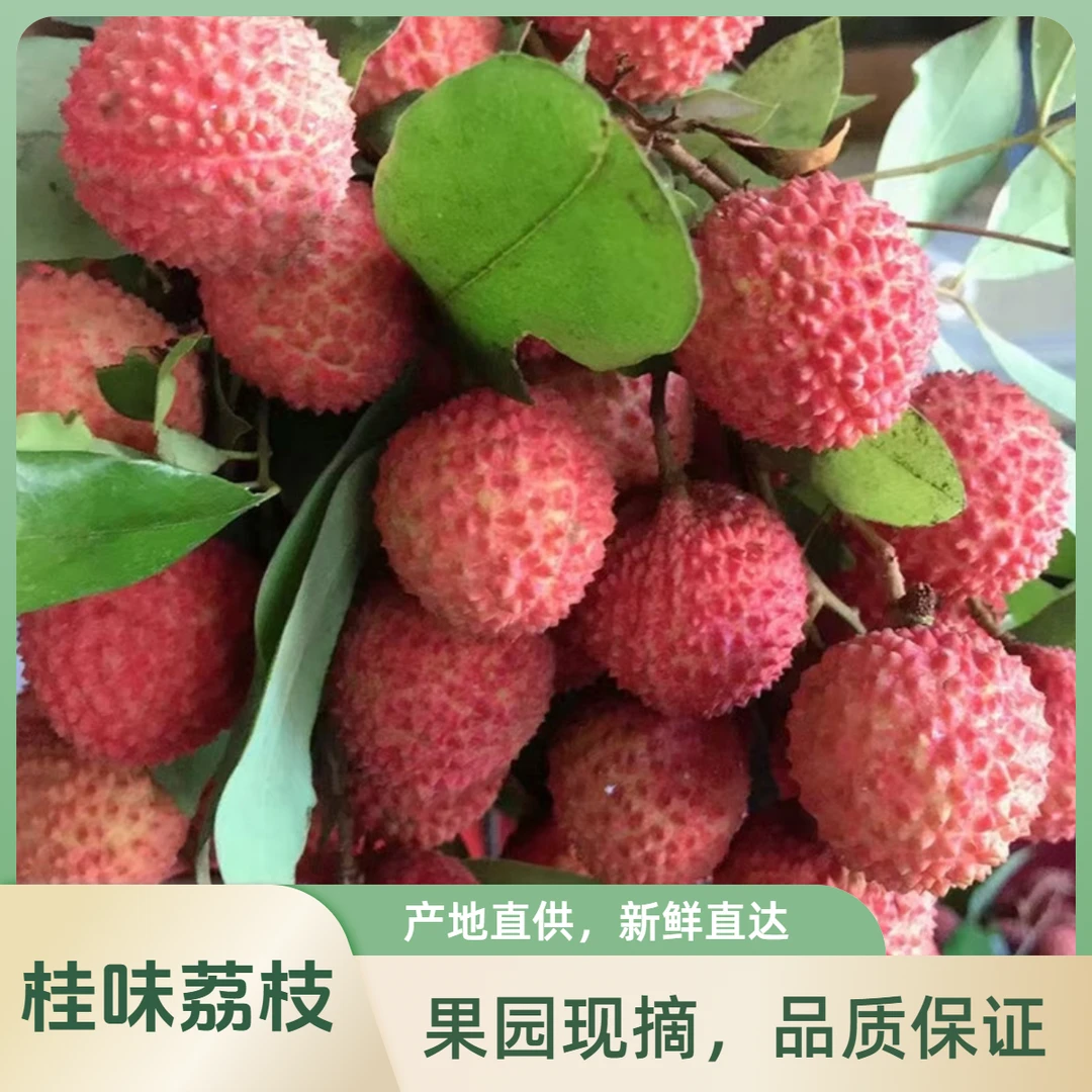3斤/5斤/10斤茂名高州老树桂味荔枝荔枝同城送新鲜广东省