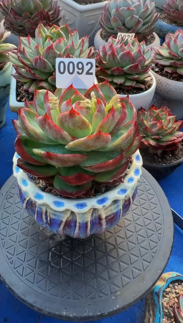 【闪购商品】0092惊鸿仙子（裸根发货）（微瑕）