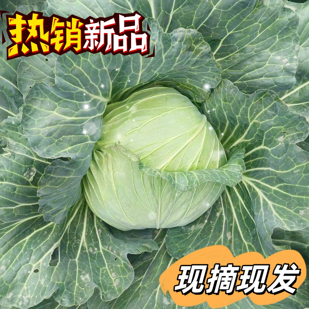 四川高山莲花白露天包菜农家包菜新鲜采摘
