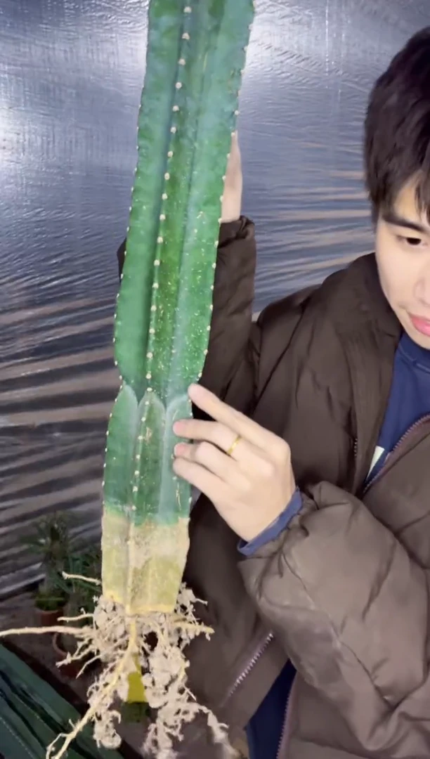 【闪购商品】【带根】100cm 量天尺