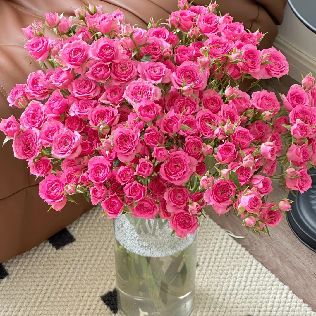 【龙洋花卉】苏菲宝贝玫瑰 炸品!高品质基地直发!