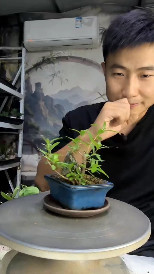 赢**态中青园艺一物一拍156