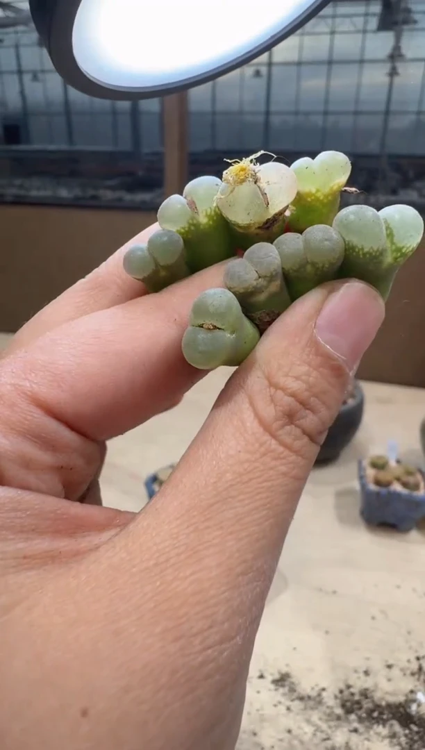 17-115多肉植物肉锥