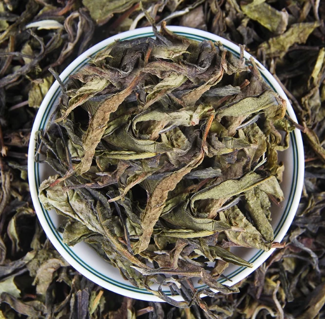 细叶王子 2025年困鹿山单株 普洱茶散茶100g