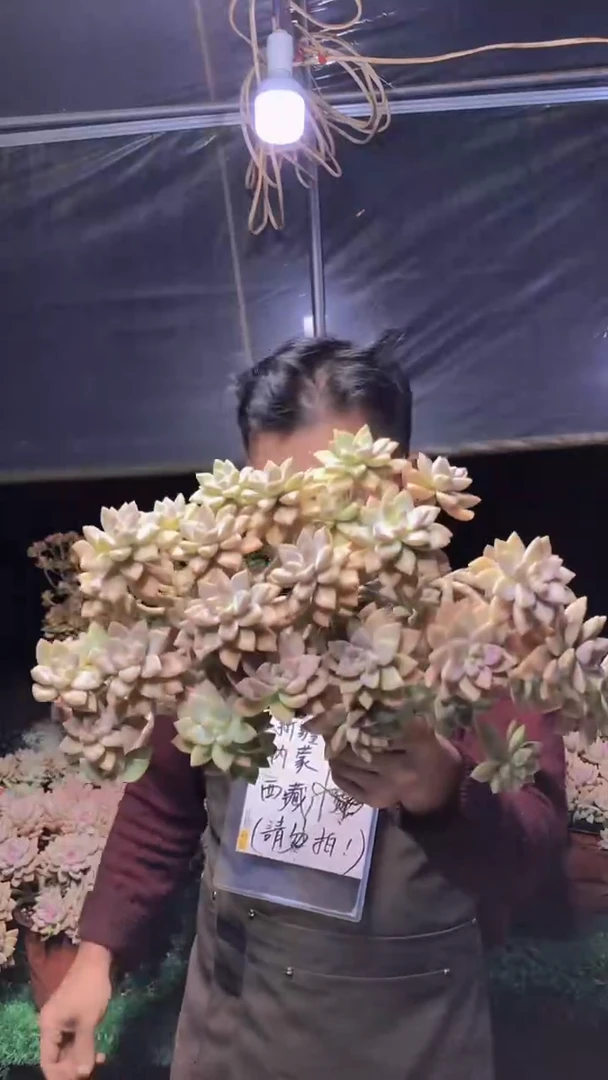 163淡雪缀化一物一拍