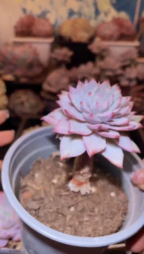 【闪购商品】271粉蓝鸟