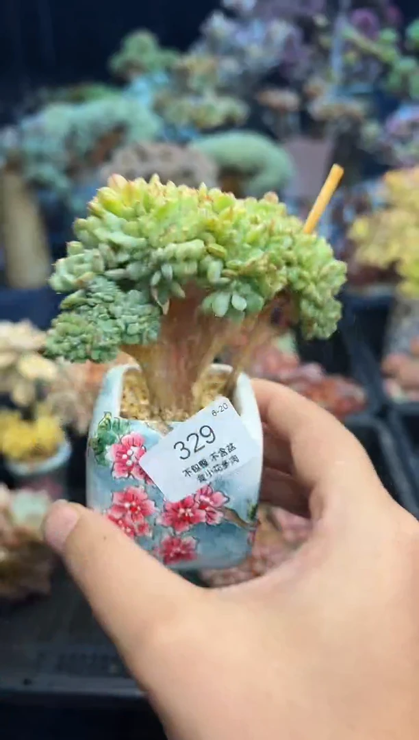 Z****、329           不带盆