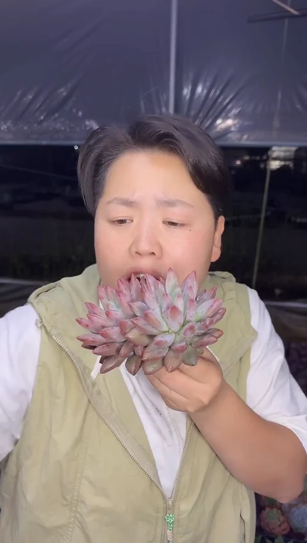 双头红体虞美人6.99