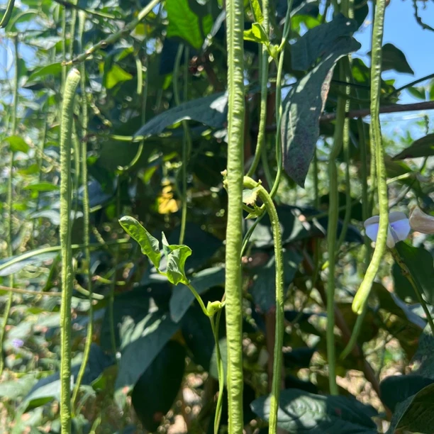 洞庭湖区地理标志性农产品现摘现发头茬嫩长豆角新鲜蔬菜