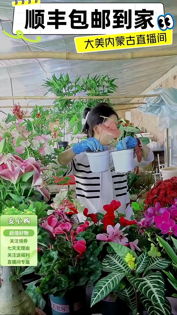 完全开放四盆彩叶