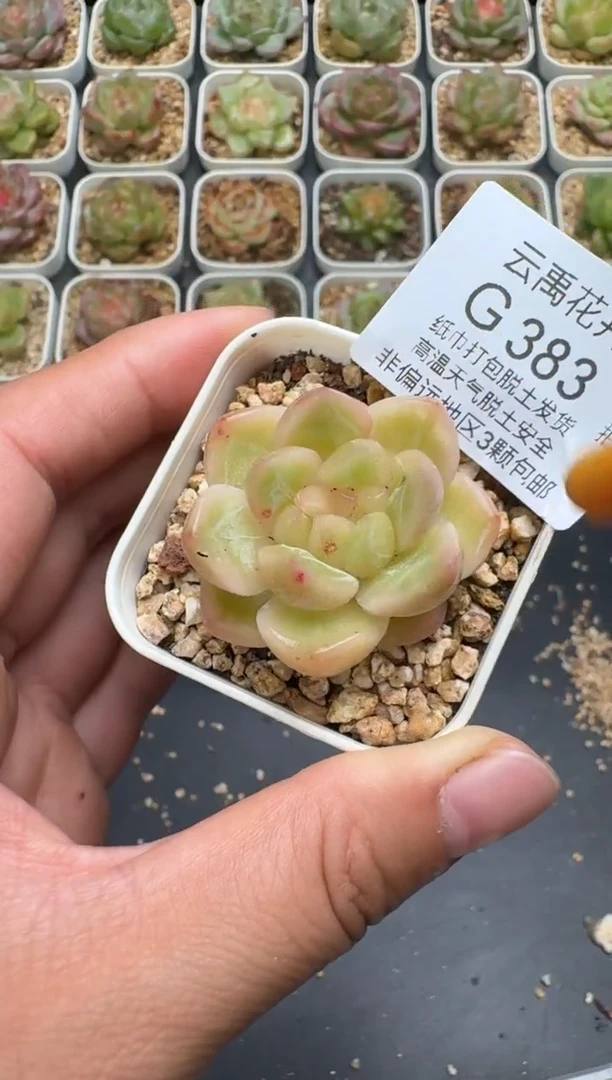 383G云禹多肉植物 脱土纸巾打包 3颗包邮