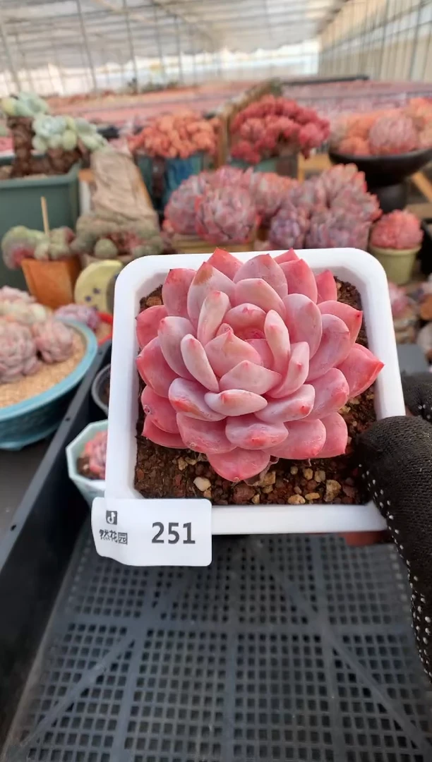【闪购商品】251雪天使一物一拍