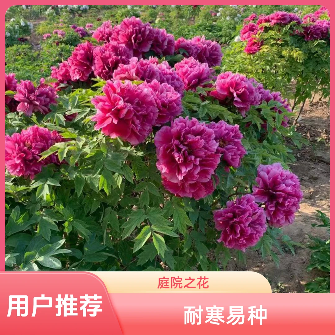 菏泽牡丹花苗盆栽重瓣庭院花卉正宗中国紫色耐寒大苗裸根发货