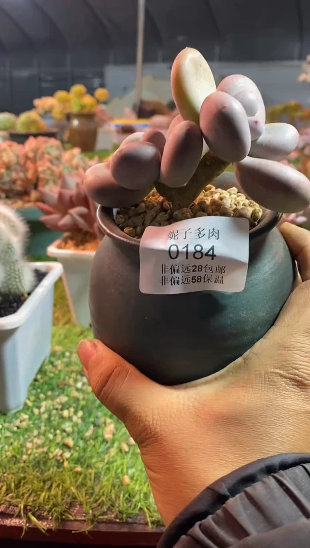 【闪购商品】0184a