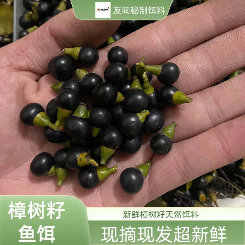 2025新鲜樟树籽秘制樟树籽清波草鱼鲤鱼红眼饵料香樟籽饵料