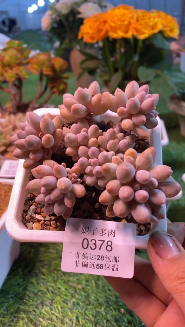 0378aa（满28包邮发货）