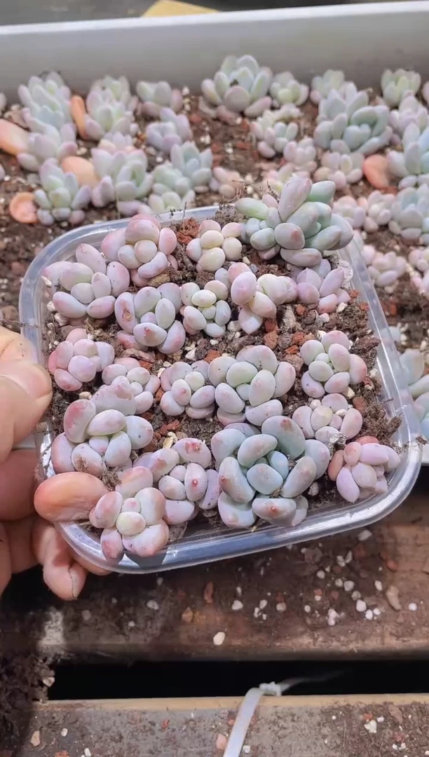 【闪购商品】164胭脂奶量拍1盒