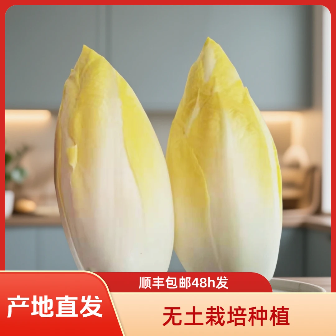 无土栽培金玉兰菜新鲜菊苣菜水培芽球菊苣玉兰凉拌蔬菜顺丰包邮
